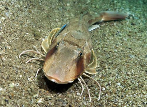 Gray gurnard (Trigla gurnardus)